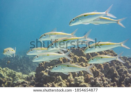 School of fish swimming over coral reef