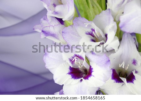 Purple gladiola bouquet isolated on a purple swag elegant backdrop. Floral background for greeting card.