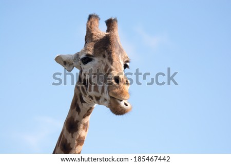 Giraffe isolated on blue sky background