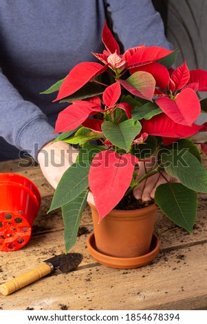 Process of transplanting a home flower Poinsettia into a clay pot, Christmas flower on a wooden table, woman gardener transplants houseplant Royalty-Free Stock Photo #1854678394