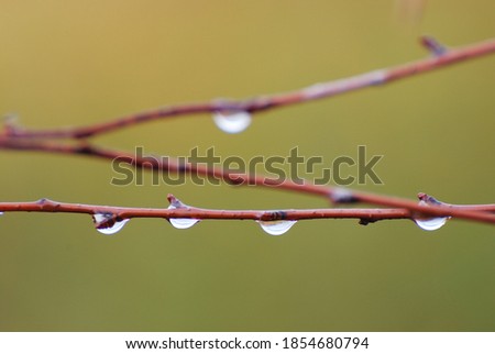 Water droplets on small branches