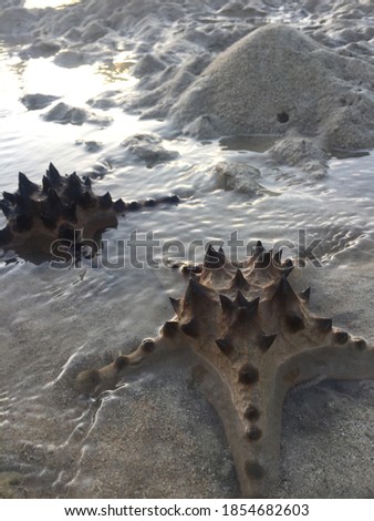 Starfish lot people know this starfish end mybe life lots country this i take picture in east java near bali indoneseia madura island