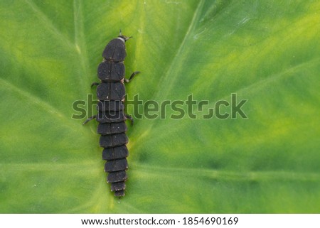 Firefly larva hiding on the field