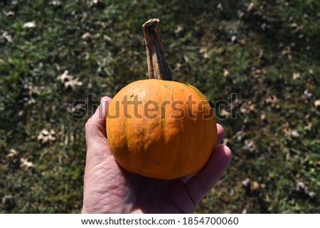 Pumpkin being held in a hand
