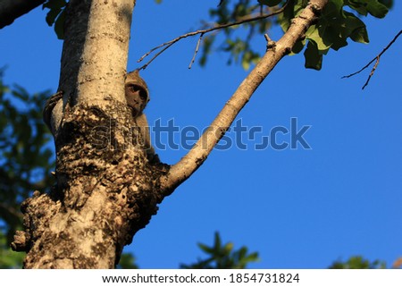 A little monkey is looking at his flock from the tree. Monkey Cave, Kupang, East Nusa Tenggara - Indonesia