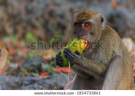 A monkey is enjoying a ripe mango. Monkey Cave, Kupang, East Nusa Tenggara - Indonesia