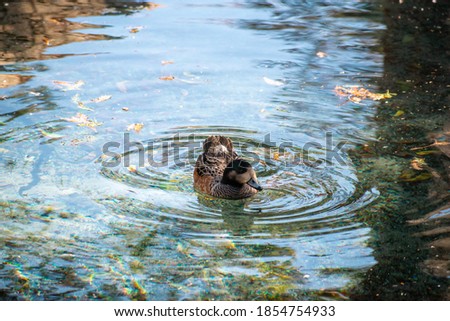 Duck swimming in pond with leaves