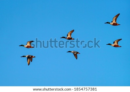 Flock of Northern shovelers (Spatula clypeata) flying in blue sky, Colorado