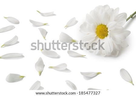 View of white flowers on a white background