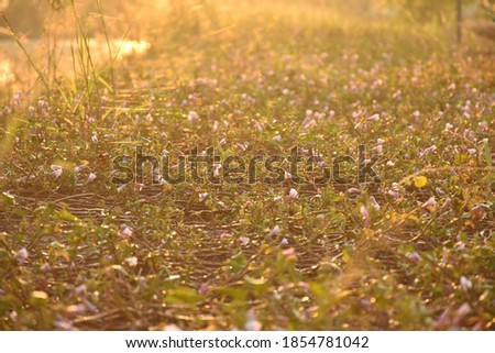 Meadow and flowers isolated on background with beautiful orange light from sunrise in morning fresh.