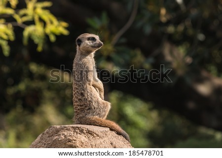 alert suricate