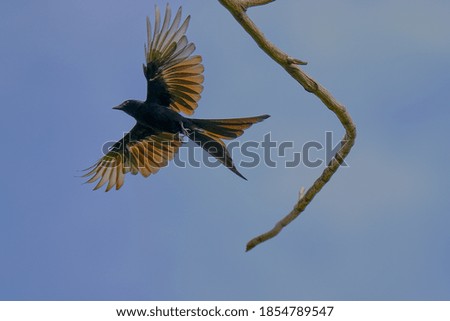 Black Drongo isolated on blue isolated on sky