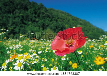 Single red blooming poppy flower in the garden with another white petal type