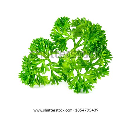Parsley leaf or Petroselinum crispum leaves isolated on white background ,Green leaves pattern    Royalty-Free Stock Photo #1854795439