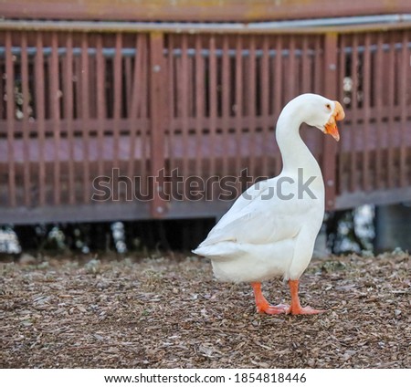 A white Chinese swan goose.