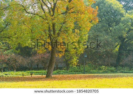 The trees and grass in a park in autumn time.