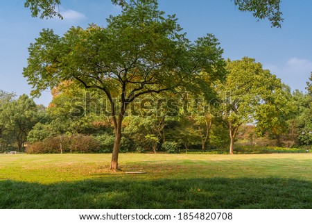The trees and grass in a park in autumn time.