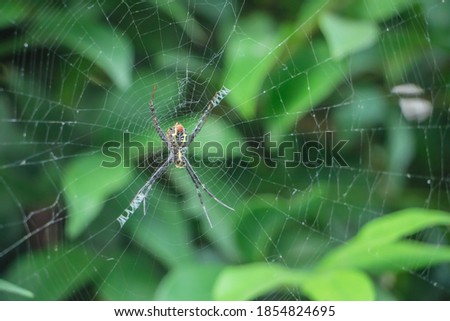 Vadnais Heights, Minnesota. Female Banded Argiope, "Argiope trifasciata" in her web. Also called Banded Garden Spider.