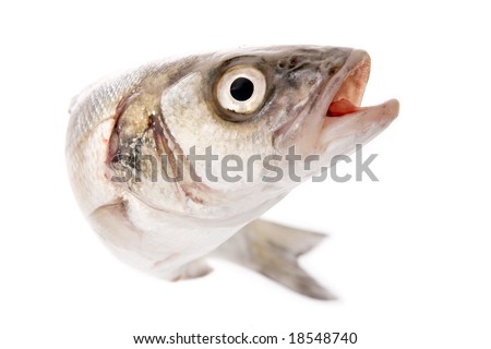 fresh fish isolated on white - bass