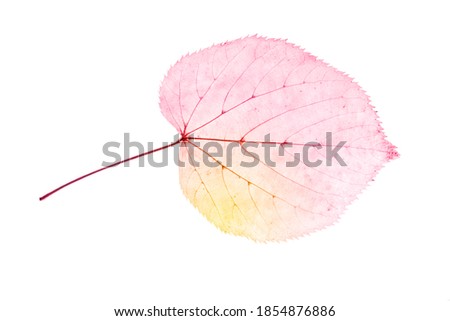 beautiful colored leaf isolated on white background