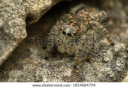 Jumping spider Philaeus chrysops, female. Czech Republic, Europe.