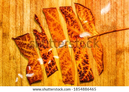 Dry leave cut in slices standing on wooden plate background while white feathers falling from above. 