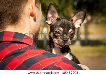 Chihuahua for a walk