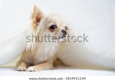 Small dog resting in a bed. Cute chihuahua. Pet warming up under a blanket.