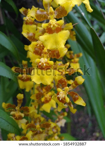 Image of yellow orchid flower
