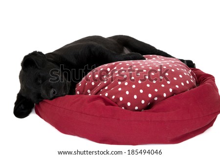 black labrador puppy dog sleeping on pillow