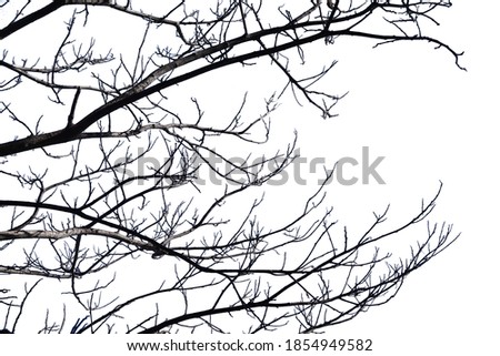 Dry branches Cracked dark crust Part of the tree beautiful from the forest Isolated on white background