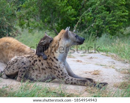 Baby hyena nuzzling his mother, national park Africa