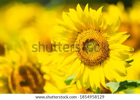close up sun flowers in the field for background