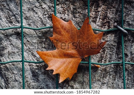 browm maple leaf on the metallic fence in autumn season, autumn leaves and autumn colors