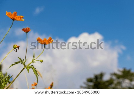 Beautiful orange flowers and blue sky