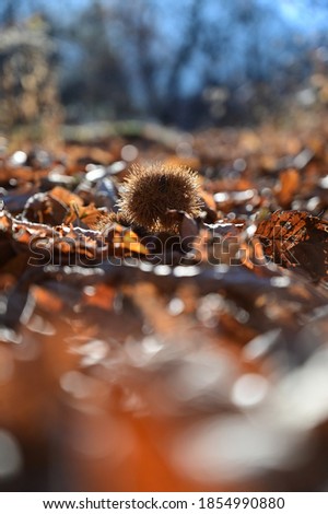 Close up picture of a chestnut
