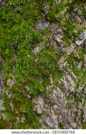 green moss on tree rock with sharpen texture