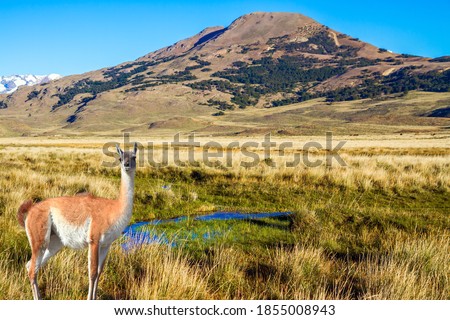  Guanaco is a cloven-hoofed mammal from the family of camelids, a genus of llamas. Argentina, Patagonia. Pampas of South America