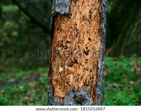 Infested tree from bark beetles activity in Czechia, since 1990s it has turned into uncontrolled disaster for Czech coniferous forests, Czech Republic, Europe Royalty-Free Stock Photo #1855016887