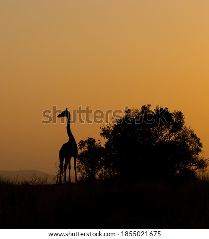 Giraffe taken at sunrise and sunset in Zululand