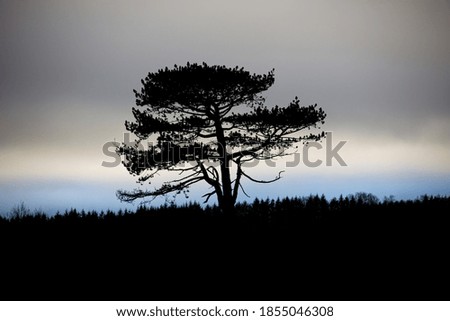 Large tree above the treeline with blue and grey skyline behind
