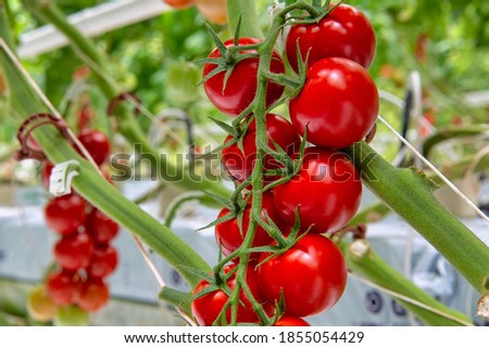 A bunch of red tomato in a greenhouse. Close-up of bunch of red tomato in a greenhouse. Royalty-Free Stock Photo #1855054429