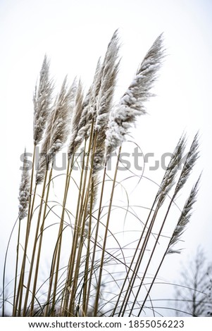 Belgium nature covered in snow, trees and tall grass.  Ornamental grass waving in the sky covered with snow.  Sharp picture of high growing ornamental grass.  Feather grass covered in snow