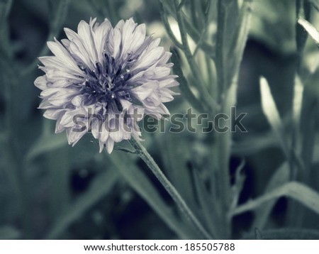 Vintage flower. Cornflower. Art floral background with paper texture overlay. Retro style.