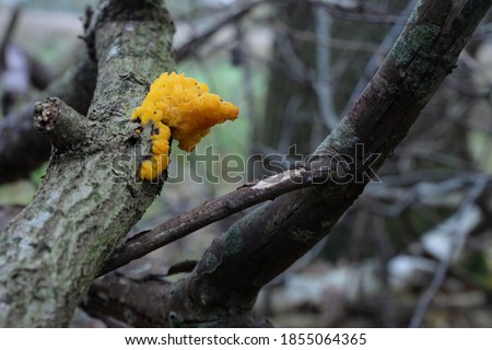 Tremella mesenterica (common names include yellow brain, golden jelly fungus, yellow trembler, and witches' butter) is a common jelly fungus 
