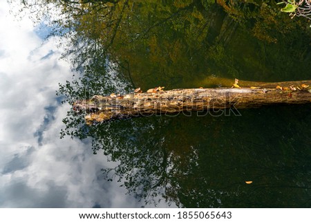 tree branch standing on the lake