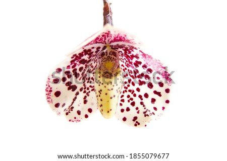 a beautiful soft pink purple with spots  Paphiopedilum bellatulum venus shoe or lady's slipper botanical orchid species plant flower closeup macro isolated on white