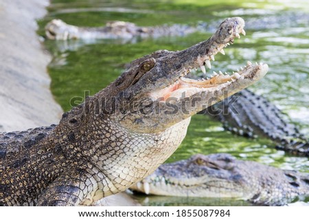 Sumatran Crocodile (Crocodylus Porosus) with various behavior Royalty-Free Stock Photo #1855087984