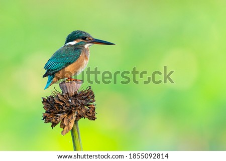 Common Kingfisher perching on withered lotus flower isolated on green background