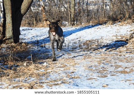 A lying hunting dog in the woods. German Drathaar.
